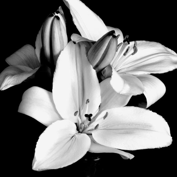 Lily 03